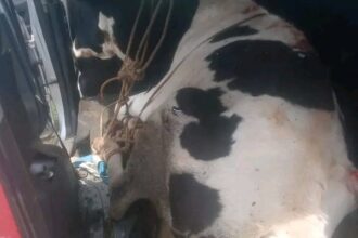 Cattle Thief Burned by Mob After Attempted Theft in Nyeri County