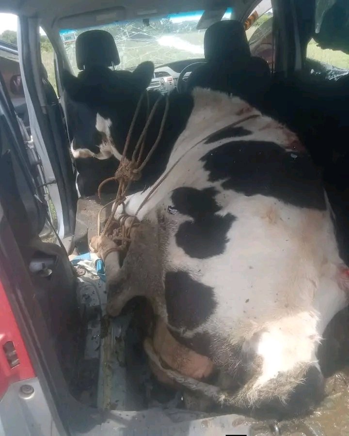 Cattle Thief Burned by Mob After Attempted Theft in Nyeri County