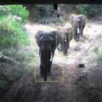 Elephants Invade Homes and Farms in Lari, Triggering Panic Among Residents