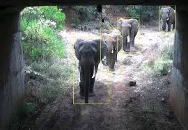 Elephants Invade Homes and Farms in Lari, Triggering Panic Among Residents