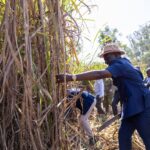 Kenya Sets New Sugarcane Price at KSh 5,500 Per Tonne in Move to Boost Farmers’ Earnings