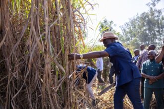 Kenya Sets New Sugarcane Price at KSh 5,500 Per Tonne in Move to Boost Farmers’ Earnings