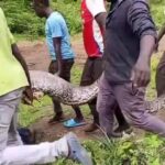 Fear and Fascination as Giant Python Captured in Endo Area of Elgeyo Marakwet