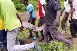 Fear and Fascination as Giant Python Captured in Endo Area of Elgeyo Marakwet