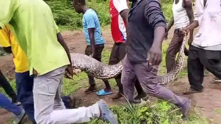 Fear and Fascination as Giant Python Captured in Endo Area of Elgeyo Marakwet